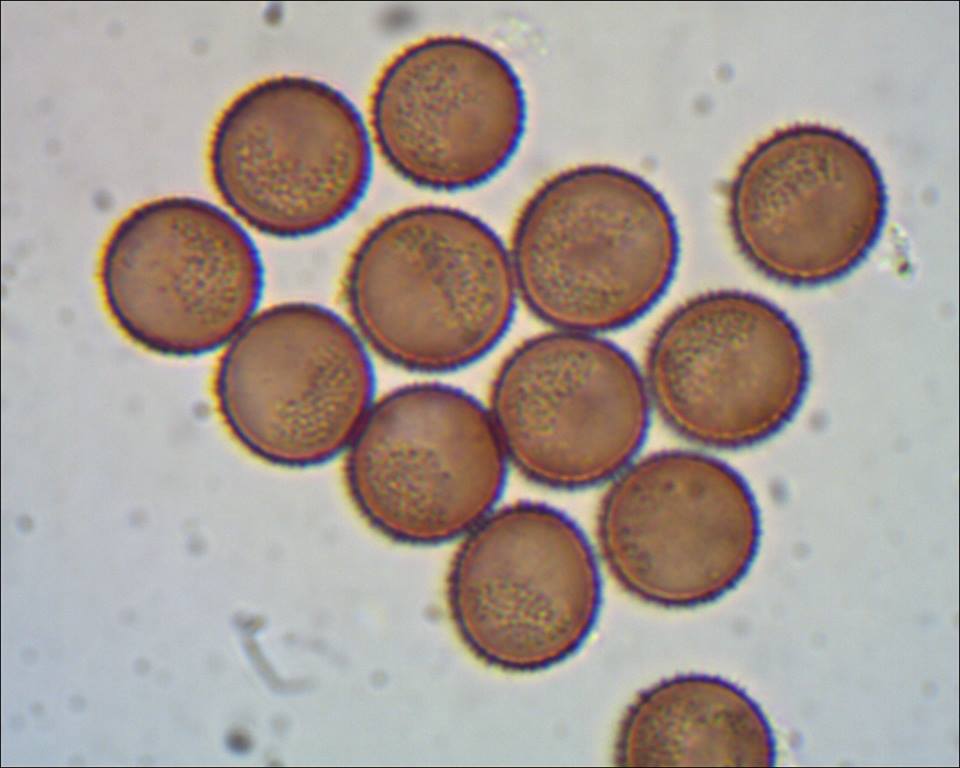 Badhamia foliicola??